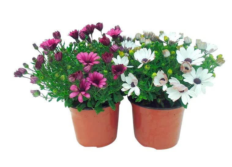 Dimorfoteca Margarita Exterior - Pack 2 Plantas - Margaritas Dimorphoteca Naturales con Flores de Colores