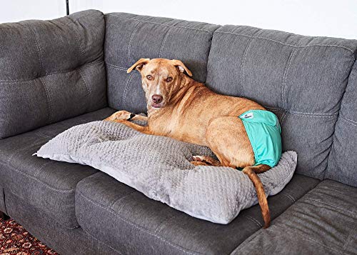 Pet Parents Premium Washable Dog Diapers & Extendrs, (3pack) of Female Dog Diapers, Color: Southern Belle, Size: Extra… - Image 6