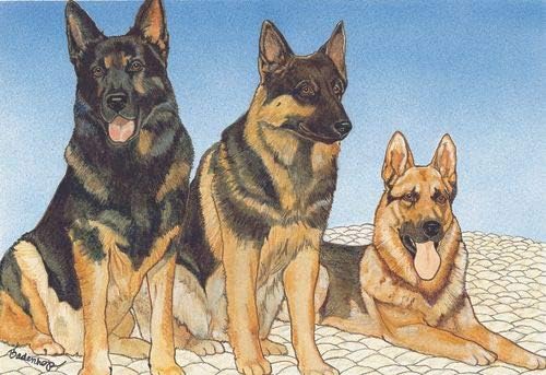 German Shepherd Blank Note Cards Boxed
