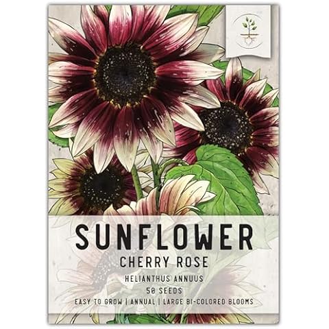 Seed Needs, Cherry Rose Sunflower Seeds Cover