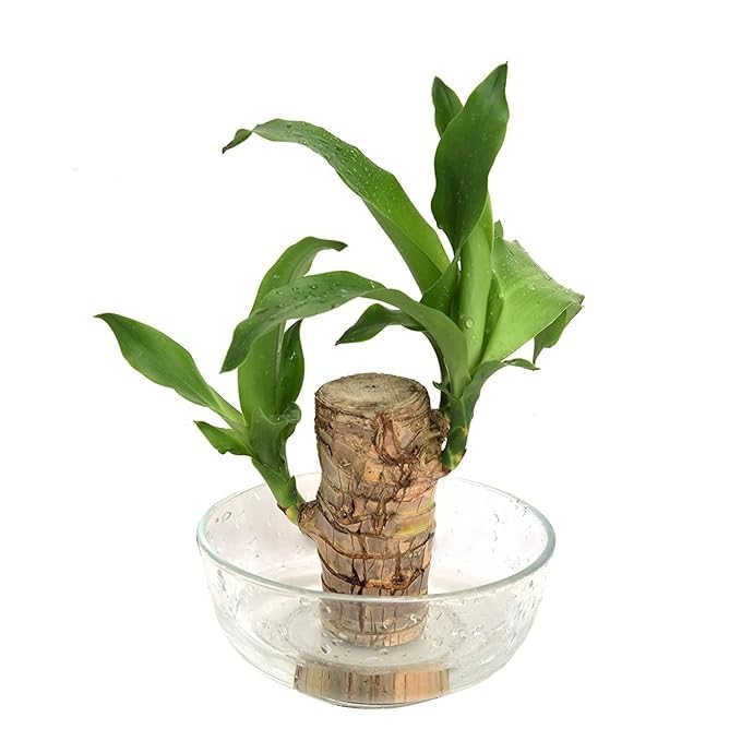 Green Lucky Brazil Wood Potted Plant, Healthy Indoor Live Lucky Brazilian Wood Plant for Living Room, Feng Shui Plant(without Pot) (Pack of 1) (B0DH3MXCZF) Amazon Price History, Amazon Price Tracker