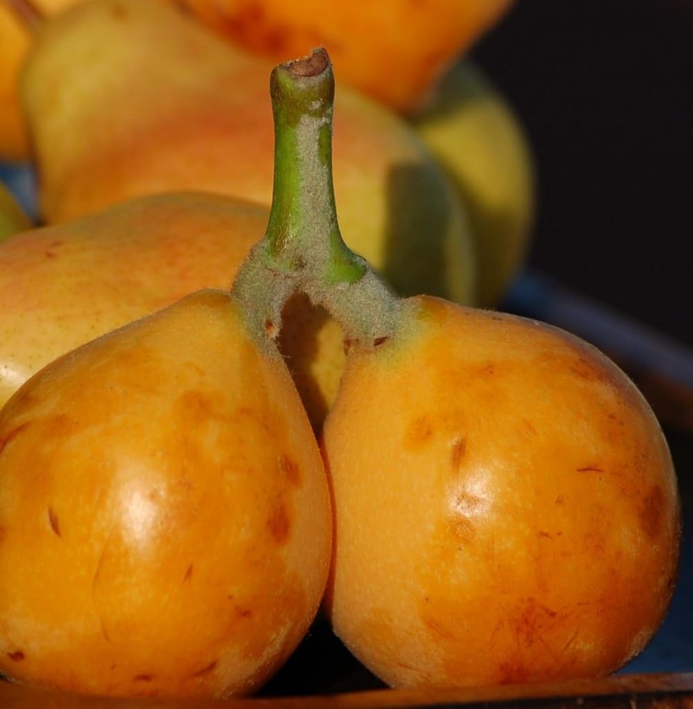 Planta Frutal Nispero Tanaka, 80-100 cm. Eriobotrya japonica. Árbol perenne con fruto dulce y jugoso, de piel anaranjada y pulpa firme, rico en fibra y vitamina A. Segura Garden.