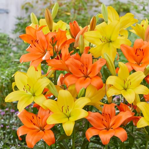 Lily 'Orange and Lemons Giant LA Mix' Vibrant Colourful Longiflorum Asiatic Hybrid, Strong Sturdy Blooms, 5X 10x or 20x Bulbs by Thompson and Morgan