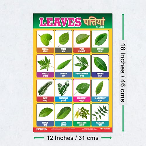 Image of ESCAPER Leaves Educational Charts for Kids, Charts for Kids Learning (11.5 x 17.5 inches), Kids Study Material, Kids Learning Books, Educational Posters