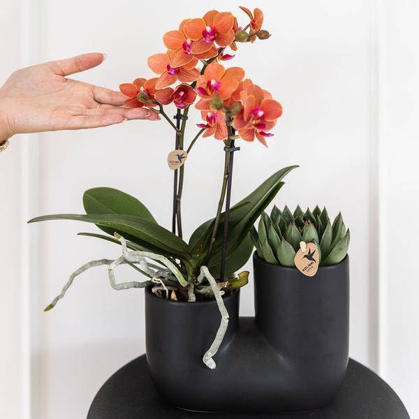 Ensemble d'orchidée Bolzano orange et succulente dans un pot tubulaire décoratif noir - Taille du pot : 9 cm de diamètre - Plante d'intérieur à fleurs - Fraîche de l'éleveur