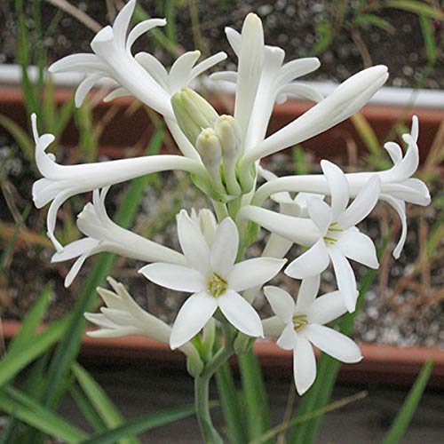 See full amazon price history chart for Live White Rajnigandha/Tuberose Beautiful and Charming Flower Plant For Home Garden Plant - Healthy 1 Live Plant Live White Rajnigandha/Tuberose Beautiful and Charming Flower Plant For Home Garden Plant - Healthy 1 Live Plant (B097N6DZJ8) Amazon Price History, Amazon Price Tracker