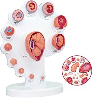 Fetal Growth Organ Anatomy Model, Human Anatomy Science Models for Medical Demonstration, Fetal Development Process Model for Medical Fertility Education