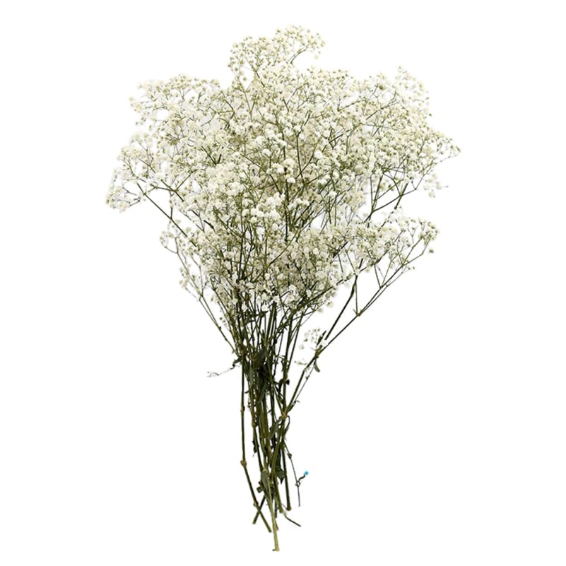 Gypsophiles éternelles Alipis bouquet de fleurs préservées sans arrosage