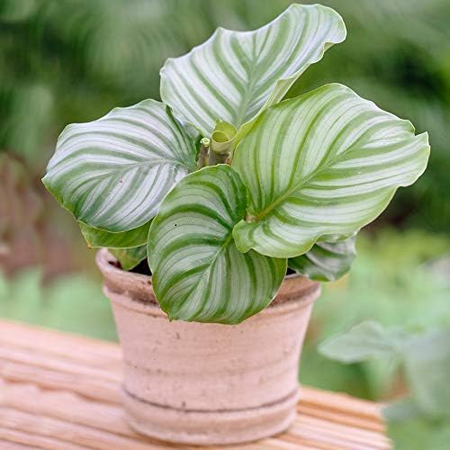 1 x Planta Siempreverde Calathea Planta de Pavo Real|Planta de Re...