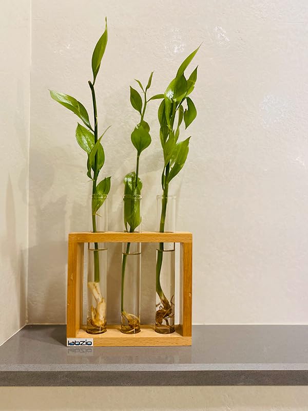 LABZIO Wooden Flower Vase – Handcrafted Decorative Stand with 3 Borosilicate Glass Test Tubes – Elegant Diwali Home & Office Decor, Festive Floral Display, Pooja Room & Wedding Gift 3