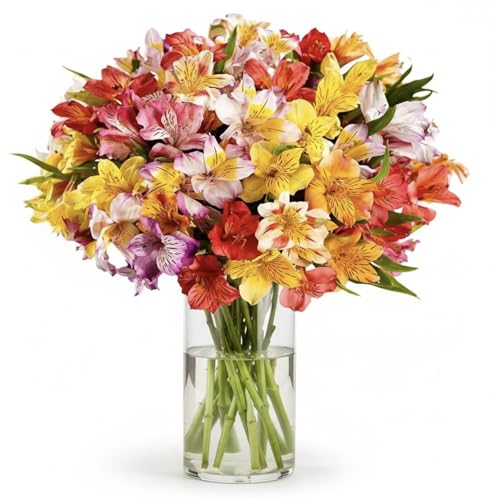 24 Multicolored Alstroemeria Bouquet Flowers, Long Lasting & Hand-Tied, Farm