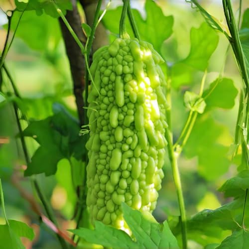 Bitter Melon Vegetable Seeds 20pcs Fast Growing Disease Resistant for Home Garden