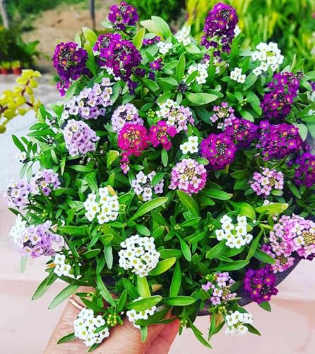 Image of Sweet Alyssum Flower Seeds - Fragrant, Easy-to-Grow Garden Flowers, Pollinator-Friendly, Continuous Blooms for Borders & Containers (Pack Of 50+ Seed)