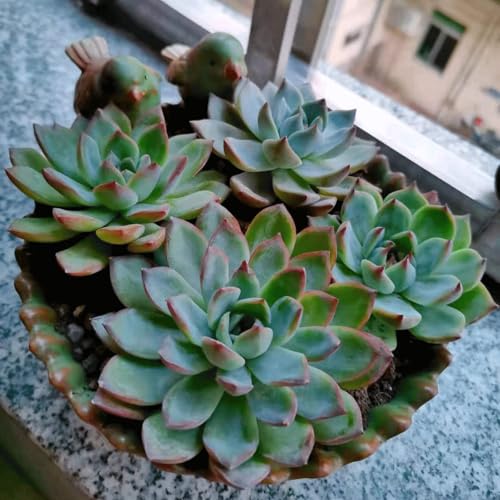 Pots de fleurs émaillés pour plantes d'intérieur et décoration - 8
