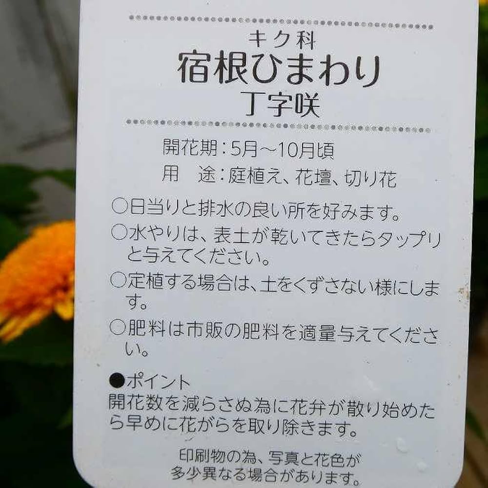 Amazon.co.jp: 宿根ひまわり 苗 ヘリアンサス 丁字咲き 4号