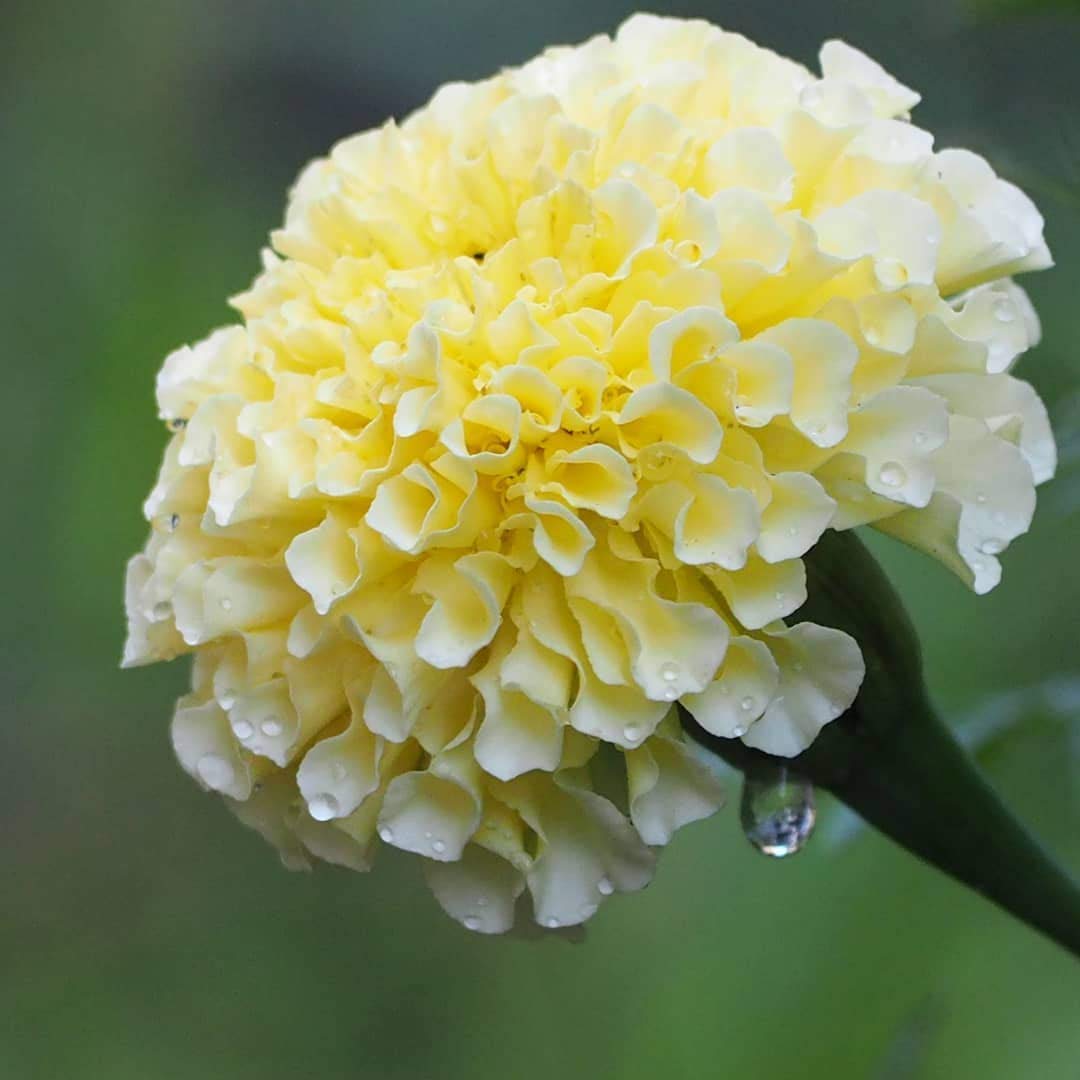VIBEX-® LXI-517-French White Marigold Flower Seeds (B08X3CDKGV) Amazon Price History, Amazon Price Tracker