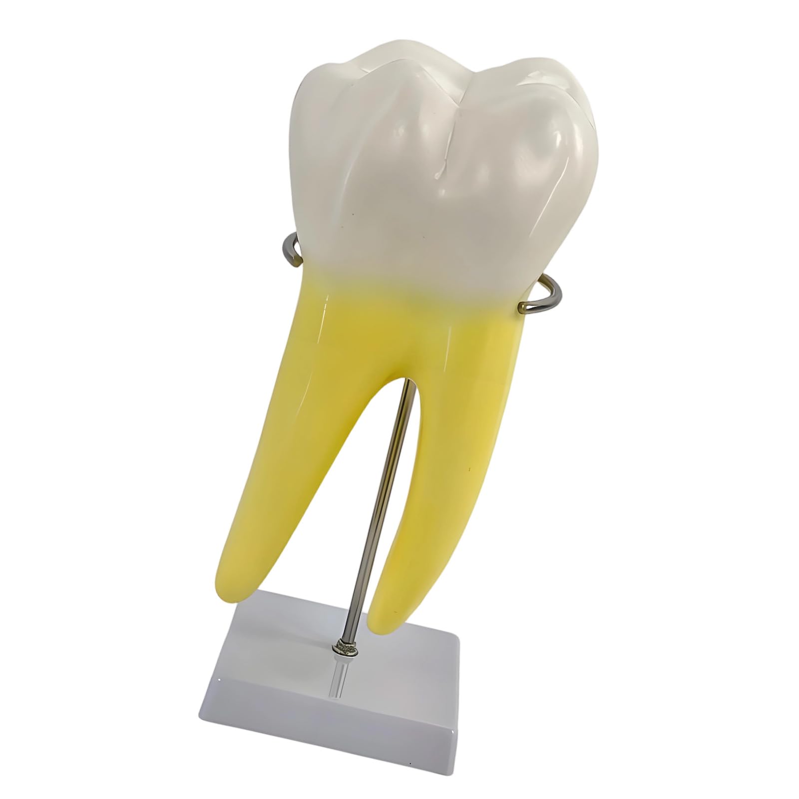 Modelo de enseñanza molar realista modelo de demostración de dientes molares en diseño de base estable para la educación de la escuela de medicina, anatomía humana