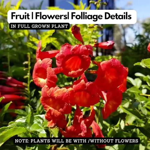 Image of Red Tecoma /Tikoma Flower Plant With Pot - For Garden Outdoor live Healthy Plant With Plastic Pot