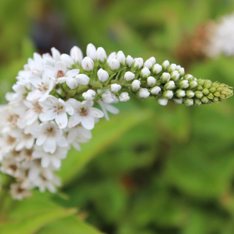 6x Lisimachia – Lysimachia clethroides – Vaso 9x9 cm – pianta perenne spiga bianca ornamentale giardino