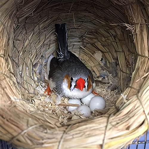 iplusmile Vogel Accessoire 10 stks Levensechte Simulatie Vogel Ei Vogel Leggen Ei Prop Vogel Fokken Tool - Afbeelding 3