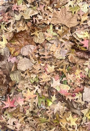 1 Gallon of Oak Leaves Hardwood Tree Natural Leaf Litter Organic Dried Heat Treated Pet Reptile Frog Isopods Snake Turtle Vivarium Terrarium Bioactive Ships Fast