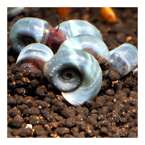 AQ4Aquaristik 5 x Blaue Posthornschnecken, Planorbella duryi, Reinigungscrew, Algenfresser