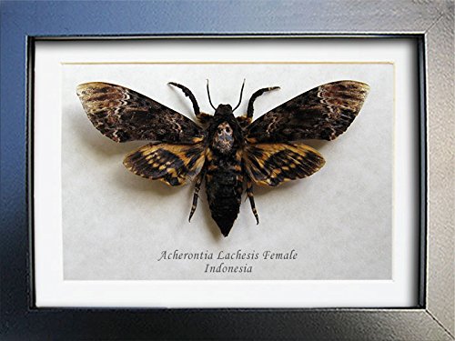 Butterflies Artist Death's Head Acherontia Lachesis Female Real Moth Museum Quality In Display