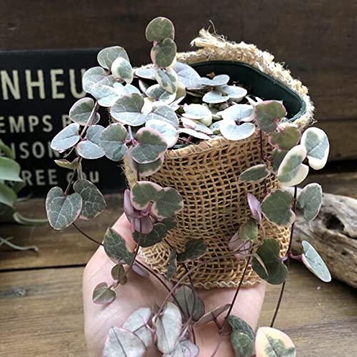 Amazon｜レディーハート 斑入りハートカズラ ハート型 多肉植物｜観葉