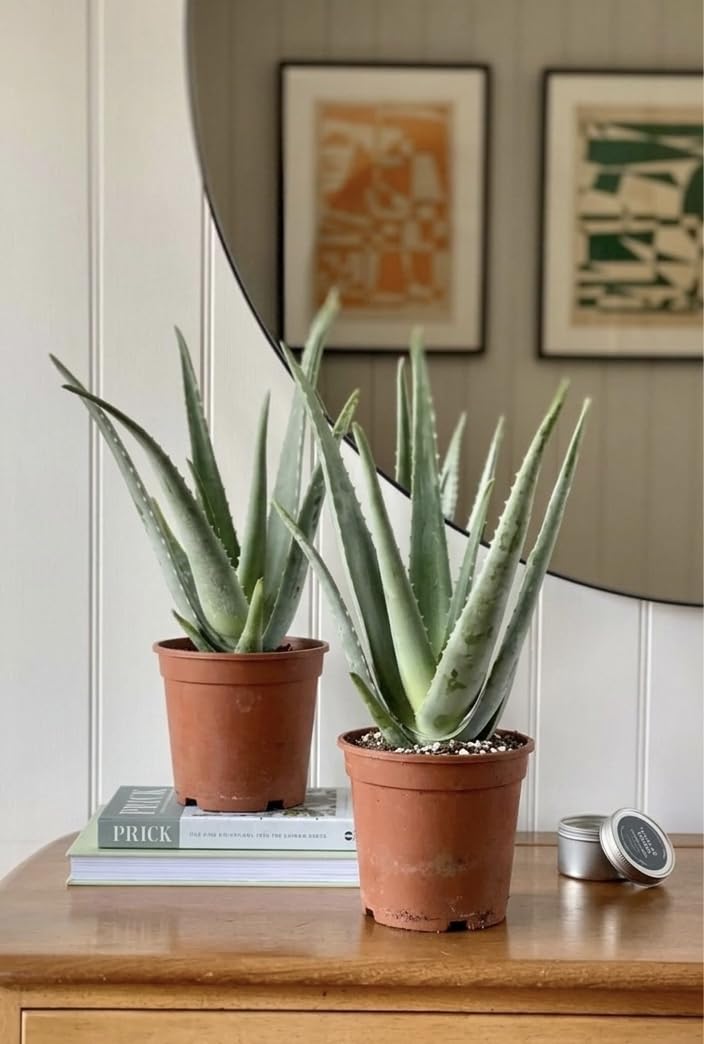 Prestige Plant Live Aloe Vera Duo – Set of 2 Easy-Care Succulent Houseplants | Natural Air-Purifying & Healing Plant | Indoor or Outdoor Greenery