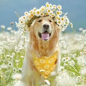 CROWNED BEAUTY Spring Dog Bandanas Reversible Large 2 Pack, Buzzing Sunshine Set, Yellow Plaid Adjustable Triangle Holiday Scarves for Medium Large Extra Large Dogs Pets DB112-L CROWNED BEAUTY Spring Dog Bandanas Reversible Large 2 Pack, Buzzing Sunshine Set, Yellow Plaid Adjustable Triangle Holiday Scarves for Medium Large Extra Large Dogs Pets DB112-L