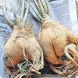 Zoom IMG-2 bulbo ornamentale di rosa del Zoom IMG-2 bulbo ornamentale di rosa del