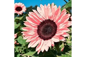 Midnight Oil Pink Sunflowers