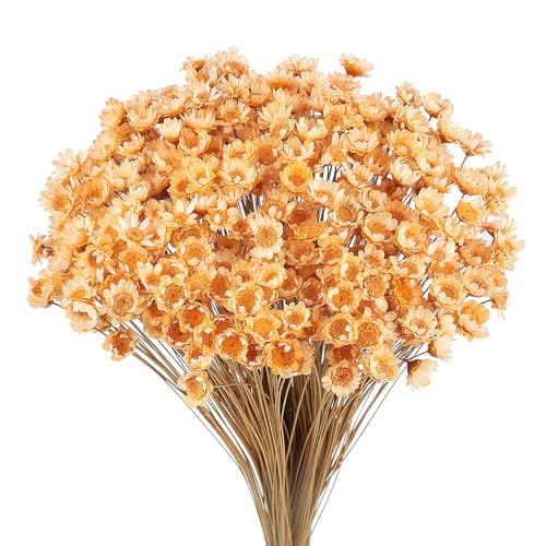 Larber 300 Pezzi Steli di Fiori Secchi Fiore Secco Margherita Fiore Essiccato Brasiliano Bianco Mini Fiori Secchi Bouquet Oggetti Di Scena Decor (Arancione chiara)