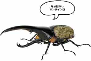 いきもの大図鑑 かぶとむし07　ヘラクレス・ヘラクレス改（黄褐色） 51q4kGAsp-L.jpg_BO30,255,255,