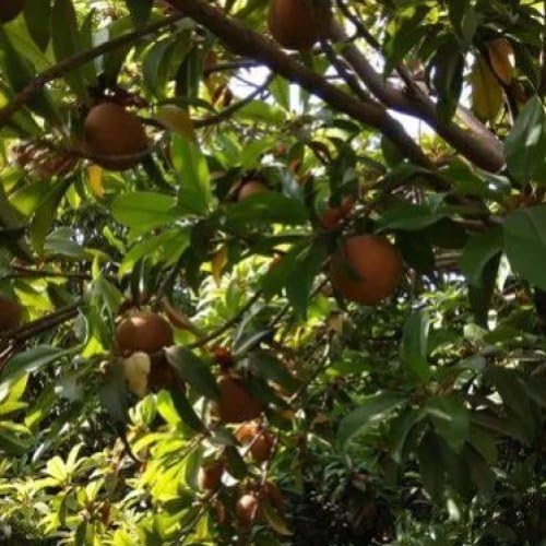Sapota (Chikoo) Fruit plant, | Tree Ripened, Tropical Fruit, Rich & Sweet, Farm Fresh, Natural Harvest-image-9