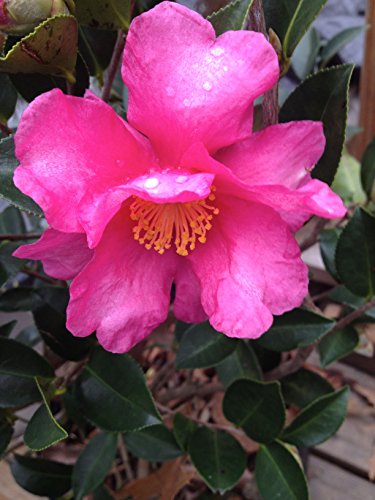Kanjiro Camellia (Camellia sasanqua)