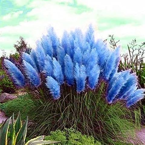 CHUXAY GARDEN Pampas Grass Seed Cover