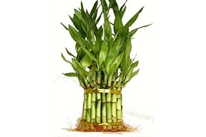 Lucky 9GreenBox Bamboo Plant 38 Stalks for Home Decor and Good Fortune