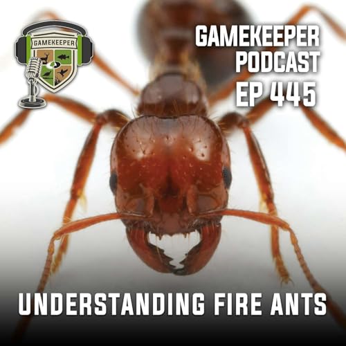 EP:445 | Understanding Fire Ants
