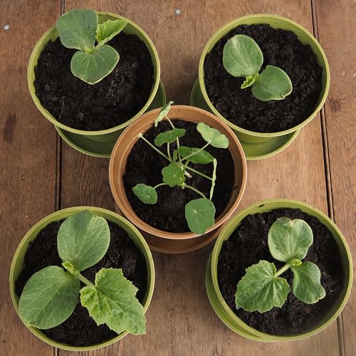 Haxnicks 5x Indoor & Outdoor Sustainable Bamboo Fibre Plant Pots, Terracotta, 4 Inch (Pack of 5) - Image 4