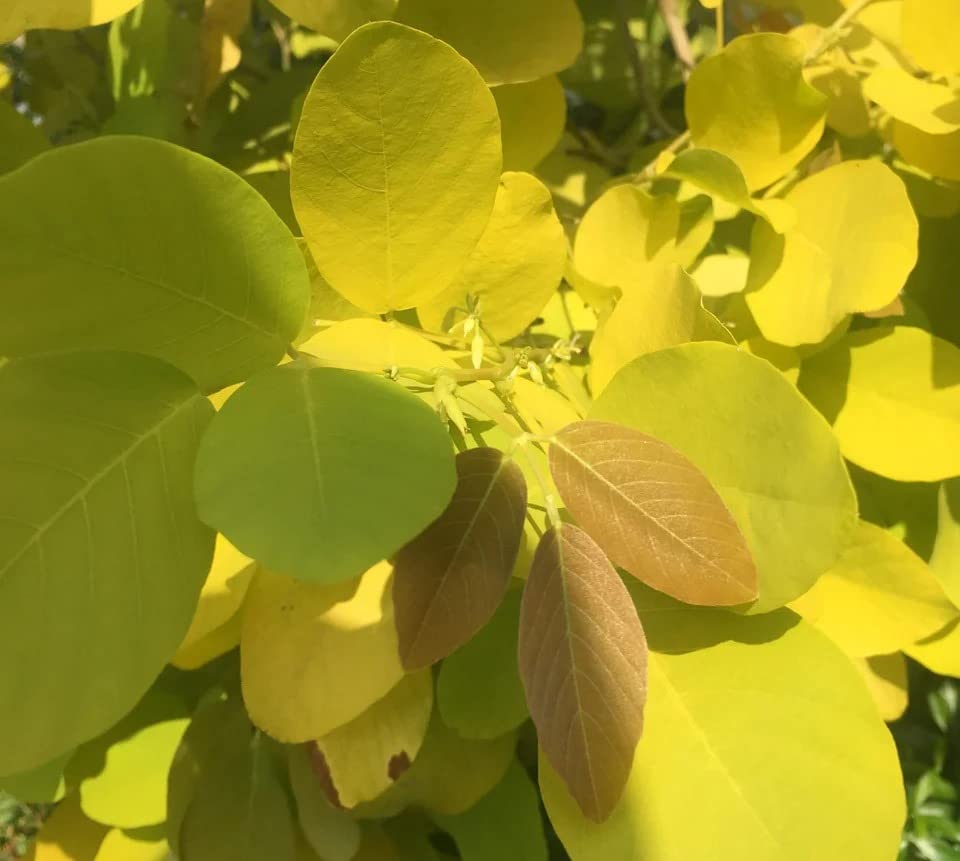 Garden Art Golden Desmodium Plant, Legium Golden Plant/Desmodium/Legium Yellow Plant Pack Of One Healthy Plant (Golden Desmodium Plant) with Including Nursery Growers Bag/Pot.. (B0BD7G7KK7) Amazon Price History, Amazon Price Tracker