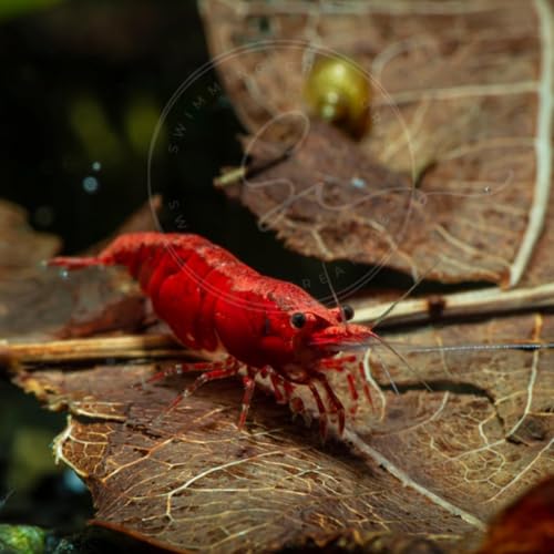 Image of Swimming Creatures Freshwater Aquarium Shrimp - A Perfect Combo to Brighten Your Aquarium! (10, Painted RED (Exclusive))
