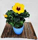 POWERS TO FLOWERS