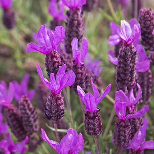 French Lavender Seeds (Lavandula stoechas) Packet of 20 Seeds - Thumbnail 2
