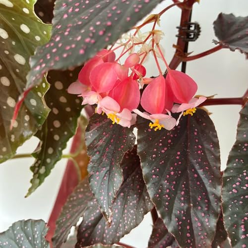 Begonia Seeds,Shade Loving Flora,Patio Container Plant,Balcony Greenery,Ornamental Flower Seed 150pcs