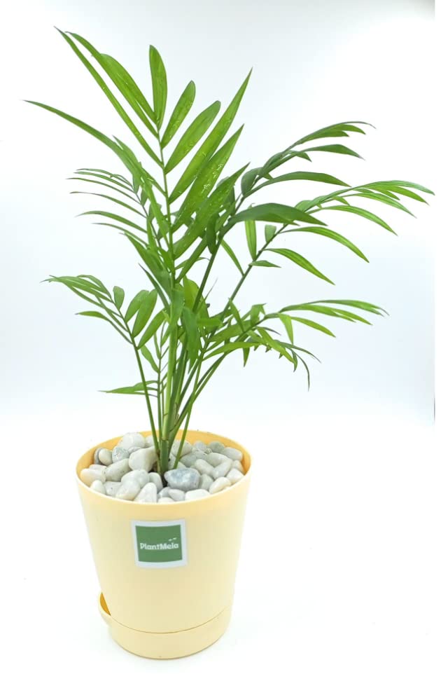 PlantMela Chamaedorea / Bamboo Mini Palm Indoor Plant in Self Watering Pot (Peach) (B0BDMYJFG9) Amazon Price History, Amazon Price Tracker