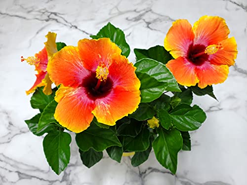 Fiesta Hibiscus Bush - Live Hibiscus Flowering Plant - Tropical Flower Plant - 1 Gallon Planter - Overall Height 10" to 14" - Tropical Plants of Florida (Plant Only) Fiesta Hibiscus Bush - Live Hibiscus Flowering Plant - Tropical Flower Plant - 1 Gallon Planter - Overall Height 10" to 14" - Tropical Plants of Florida (Plant Only)