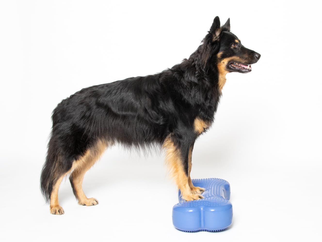 Balance Bone - Balance Pad per allenare l'equilibrio per cani