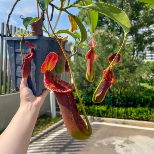 semi di nepenthes - resistenti rampicante decorative giardino aiuole rialzate biologici 250pcs
