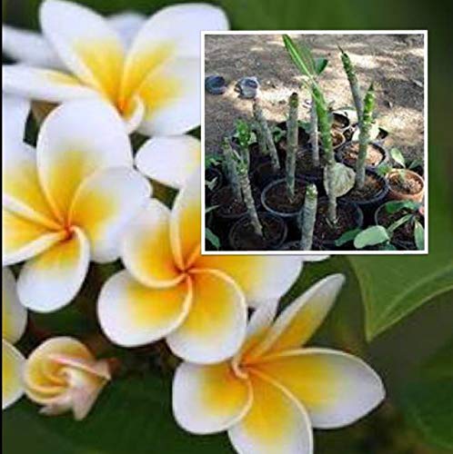 Plumeria Baum Frangipanier Stecklinge 7-10 Zoll Samen